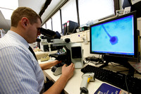 Dr Jonathan Schmitz,a micro biology fellow in the Vanderbilt Clinical Microbiology Lab for patient care examines a sample of Aspergillus fumigatus, the first fungus diagnosed in the fungal meningitis