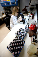 Tonya Snyder, a Mycology Specialist in the Vanderbilt Clinical Microbiology Lab for patient care examines samples to isolate and identify specimens for growth in Nashville, Tennessee