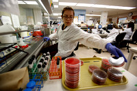 Doris Ortiz, Medical Technician 2, prepares samples in the specimen set-up area of the Vanderbilt Clinical Microbiology Lab for patient care, where the fungal meningitis outbreak was first diagnosed,